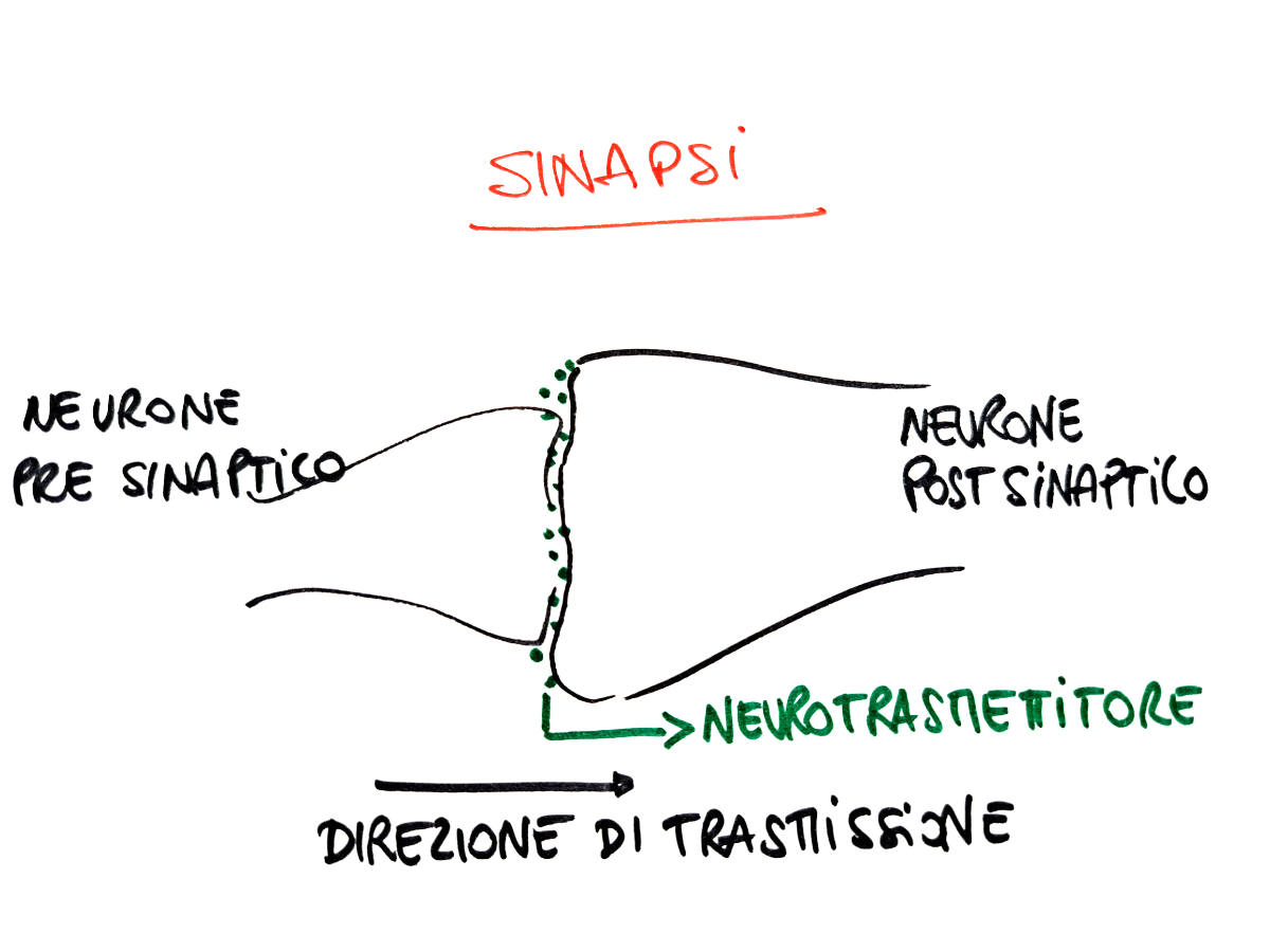 Sinapsi schema